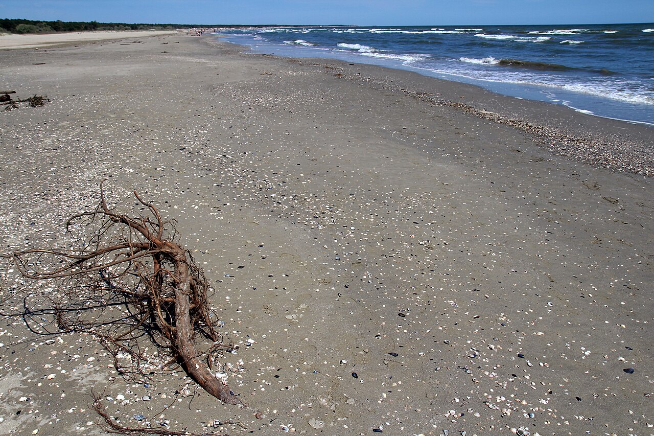 Dune costiere e spiaggia nella riserva naturale di Porto Corsini
